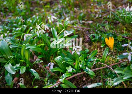 Frühlingshafte weiße und gelbe Blüten am sonnigen Tag im grünen Grasgarten. Hintergrund des Frühlingswaldes. Schneeglöckchen. Stockfoto