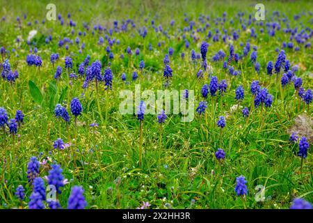 Frühling lila Blumen am sonnigen Tag im grünen Grasgarten. Frühling Hintergrund. Lavendel. Stockfoto