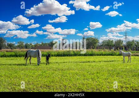 Eine Stute weidet mit Fohlen auf dem Feld Stockfoto