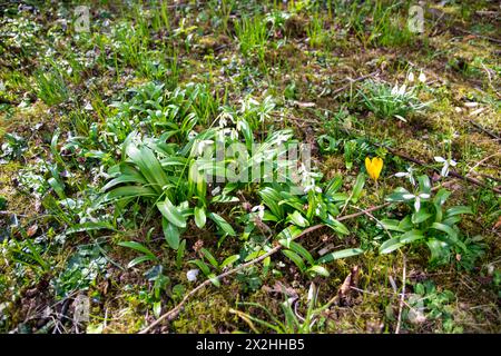 Frühlingshafte weiße und gelbe Blüten am sonnigen Tag im grünen Grasgarten. Hintergrund des Frühlingswaldes. Schneeglöckchen. Stockfoto