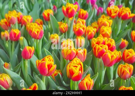 Close up photo of tulips, selective focus. Stockfoto