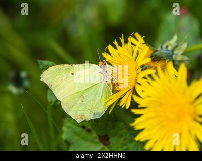 Britischer Brimstone-Schmetterling, Gonepteryx rhamni, ernährt sich von einem Löwenzahnblütenafetr, der aus dem Winterschlaf hervorgeht Stockfoto