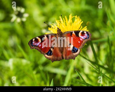 Der britische Peacock-Schmetterling Aglais io ernährt sich von Löwenzahn-Blüten-Afetr aus dem Winterschlaf Stockfoto