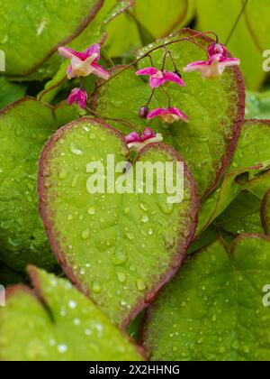 Frühlingsblumen und rot umrandetes Laub des harten mehrjährigen Bodendeckels, Epimedium x rubrum Sweetheart Stockfoto