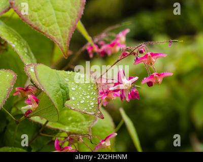 Frühlingsblumen und rot umrandetes Laub des harten mehrjährigen Bodendeckels, Epimedium x rubrum Sweetheart Stockfoto