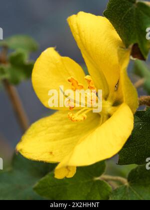 Gelbe Blüte des Frühlings- bis Herbstblühenden immergrünen Strauchs oder Wandstrauchs, Fremontodendron „California Glory“ Stockfoto