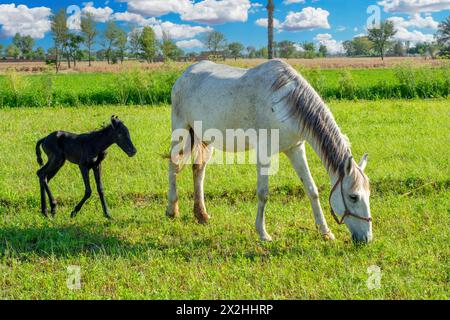 Eine Stute mit ihrem neugeborenen Fohlen weidet auf dem Feld Stockfoto