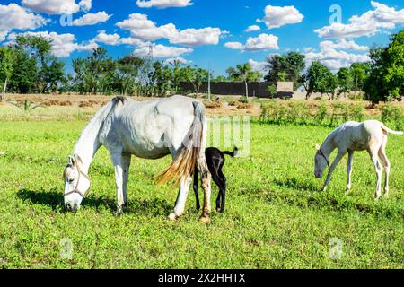 Eine Stute mit ihren Fohlen weidet auf dem Feld Stockfoto