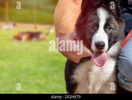 Ein Mann umarmt seinen Hund und sieht mit Kopierraum auf die Kamera im Park. Die Hunderasse ist Border Collie Stockfoto