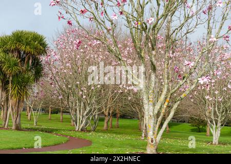 Pfad durch grünen Park Rasen um Kohl und unter rosa Blüten des Magnolienhains in Auckland Neuseeland. Stockfoto