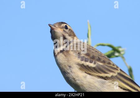 Junger westlicher gelber Wagtail (Motacilla flava) Stockfoto