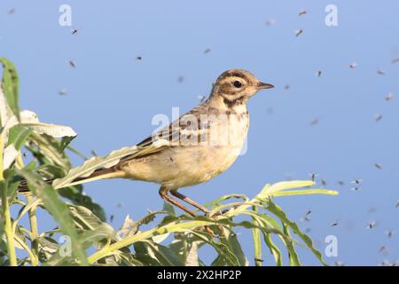 Junger westlicher gelber Wagtail (Motacilla flava) Stockfoto