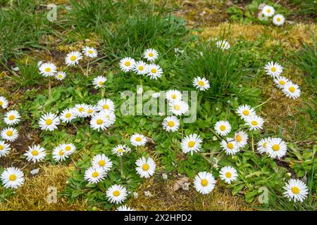 Frühlingsweiße Blumen Chamomille am sonnigen Tag im grünen Grasgarten. Frühling Hintergrund. Kamillenblüten Stockfoto