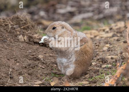 Porträt eines Murmelschweins (Marmota monax), der ein Stück Futter isst Stockfoto