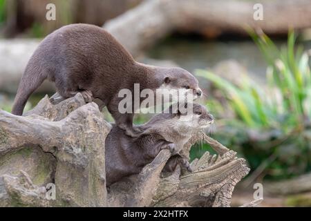 Porträt eines Paares asiatischer Klauenotter (Amblonyx cinerea) auf einem Baumstamm Stockfoto