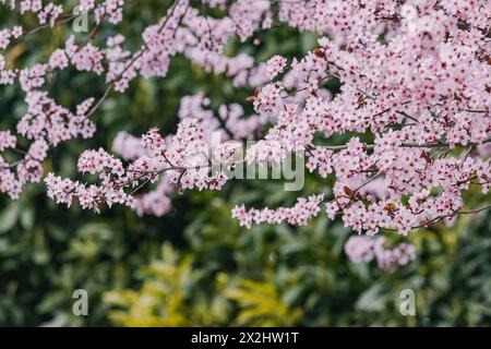 Botanische Perfektion bei einem Blick aus nächster Nähe auf bunte Kirsch- oder Apfelblüten, deren Blütenblätter unter der hellen Frühlingssonne glitzern. Stockfoto