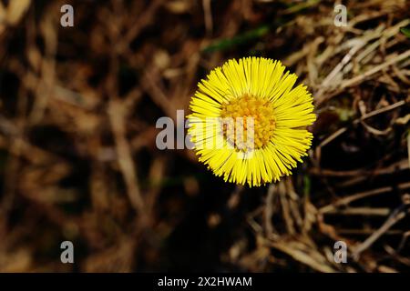 Henkelfuß (Tussilago farfara), Nahaufnahme einer Blume, Wilnsdorf, Nordrhein-Westfalen, Deutschland Stockfoto