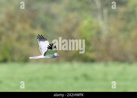 Henne harrier (Circus cyaneus) fliegen, Emsland, Niedersachsen, Deutschland Stockfoto