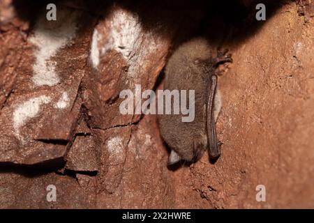 Daubenton-Fledermaus (Myotis daubentonii), Winterschlaf in einer Höhle, Nordrhein-Westfalen Stockfoto