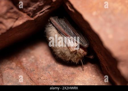 Braune Langohr-Fledermaus (Plecotus auritus), Winterschlaf in einer Höhle, Nordrhein-Westfalen Stockfoto