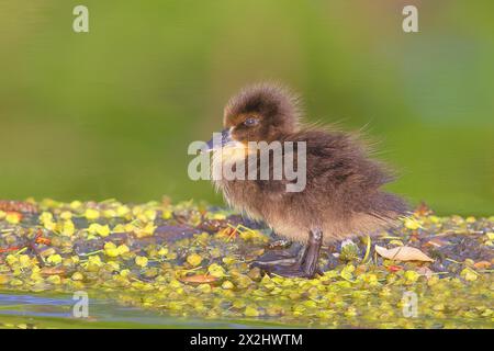 Stockenten (Anas platyrhynchos), Entlein auf einem Teich stehend, Rosensteinpark, Stuttgart, Baden-Württemberg, Deutschland Stockfoto