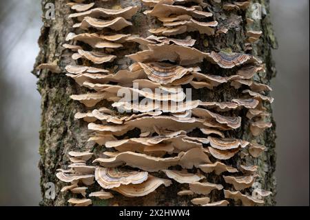 Schmetterlingstramete (Trametes versicolor), viele Fruchtkörper auf einer toten Birke (Betula), Niedersachsen, Deutschland Stockfoto