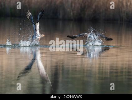 Graugänse (Anser anser), Graugänse jagt Rivalen auf einem Teich, Thüringen, Deutschland Stockfoto