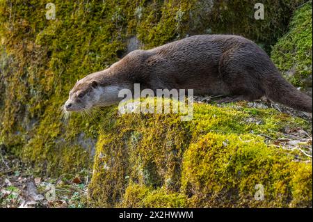 Europäischer Otter (Lutra lutra), der auf einem moosbewachsenen Felsen steht, Gefangener, Deutschland Stockfoto