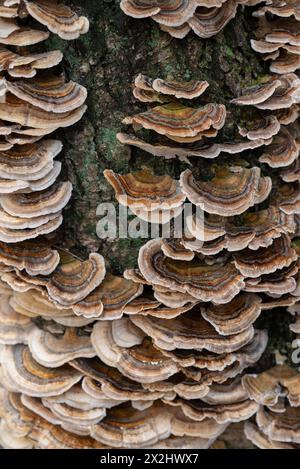 Schmetterlingstramete (Trametes versicolor), viele Fruchtkörper auf einer toten Birke (Betula), Niedersachsen, Deutschland Stockfoto