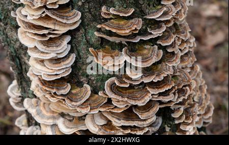 Schmetterlingstramete (Trametes versicolor), viele Fruchtkörper auf einer toten Birke (Betula), Niedersachsen, Deutschland Stockfoto