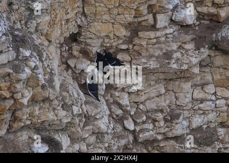 Razorbill (ALCA torda) in Flamborough Head, East Riding of Yorkshire, Großbritannien Stockfoto