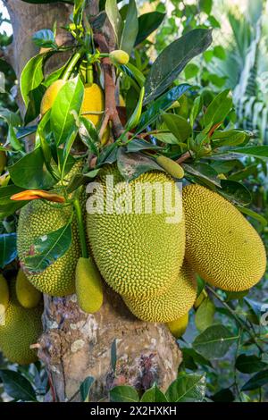 Vietnam, Mekong-Delta, Pomelo Fruit Stockfoto