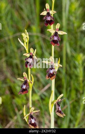 Fliegen Sie Orchideen zwei Blütenstände nebeneinander mit sieben offenen braun-blauen Blüten Stockfoto