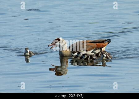 Nilgans-Erwachsener mit offenem Schnabel und fünf Jungvögel mit Spiegelbild, die links im Wasser schwimmen Stockfoto