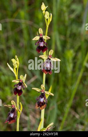 Fliegen Sie Orchideen zwei Blütenstände nebeneinander mit fünf offenen braun-blauen Blüten Stockfoto