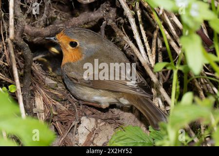 Robin sitzt auf dem Nest und sieht nach links Stockfoto