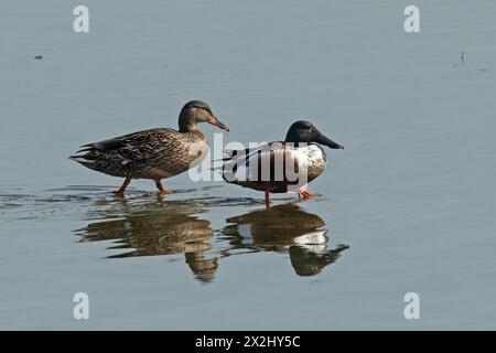 Schaufel weiblich und männlich mit Spiegelbild nebeneinander im Wasser stehend, nach rechts Stockfoto