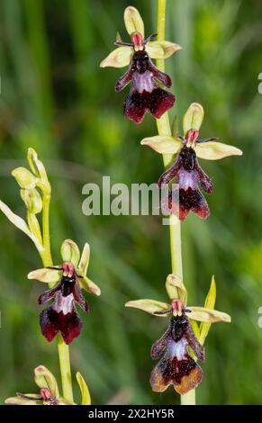 Fliegen Sie Orchideen zwei Blütenstände nebeneinander mit vier offenen braun-blauen Blüten Stockfoto