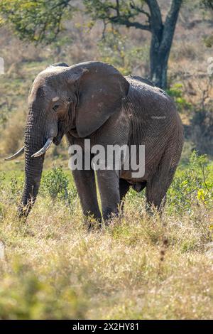 Afrikanischer Elefant (Loxodonta africana), männlicher Erwachsener, Kruger-Nationalpark, Südafrika Stockfoto