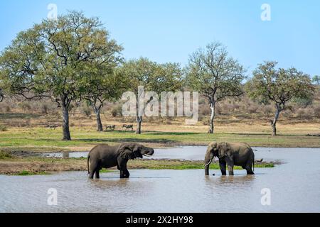 Afrikanischer Elefant (Loxodonta africana), zwei Stiere, die an einem See trinken und im Wasser stehen, Kruger-Nationalpark, Südafrika Stockfoto