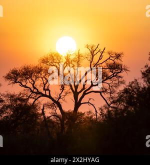 Sonnenuntergang hinter einem Baum, Silhouette eines Baumes vor einem stimmungsvollen Sonnenuntergang, afrikanische Savanne, Kruger-Nationalpark, Südafrika Stockfoto