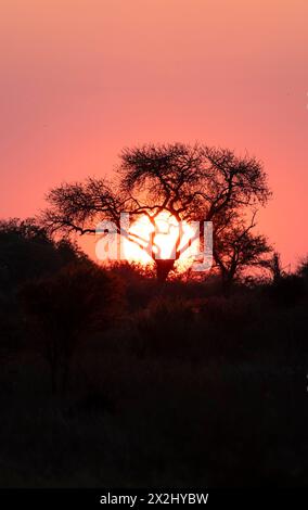 Sonnenuntergang hinter einem Baum, Silhouette eines Baumes vor einem stimmungsvollen Sonnenuntergang, afrikanische Savanne, Kruger-Nationalpark, Südafrika Stockfoto