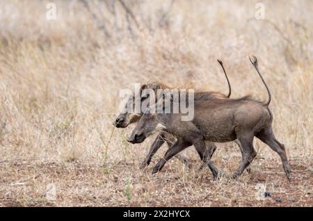 Gewöhnliches Warzenschwein (Phacochoerus africanus), zwei Warzenschweine mit Schwänzen, die durch trockenes Gras laufen, Kruger-Nationalpark, Südafrika Stockfoto