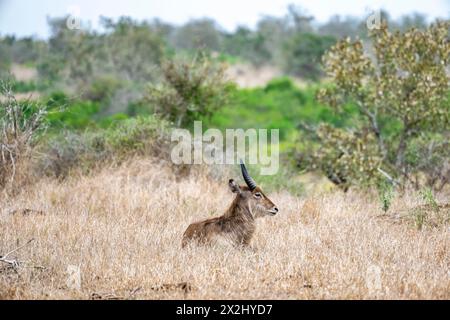 Ellipsen Waterbock (Kobus ellipsiprymnus), männlicher Jugendlicher, Kruger-Nationalpark, Südafrika Stockfoto