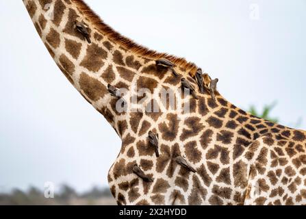 Südgiraffe (Giraffa giraffa giraffa) mit einer Gruppe von Gelbschnabeloxspecht (Buphagus africanus), Detail, Körper mit Pelzmuster, afrikanisch Stockfoto