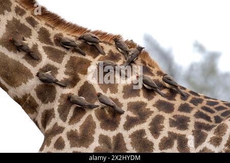 Südgiraffe (Giraffa giraffa giraffa) mit einer Gruppe von Gelbschnabeloxspecht (Buphagus africanus), Detail, Körper mit Pelzmuster, afrikanisch Stockfoto