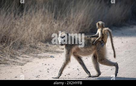 Chacma-Paviane (Papio ursinus), Jungtier, das auf dem Rücken der Mutter sitzt und eine Straße überquert, Kruger-Nationalpark, Südafrika Stockfoto