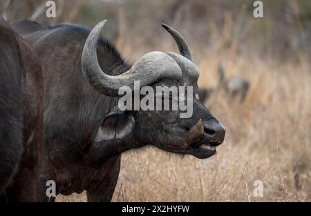 Afrikanischer Büffel (Syncerus Caffer Caffer Caffer) mit Gelbschnabel-Oxpecker (Buphagus africanus), in trockenem Gras, Kruger-Nationalpark, Südafrika Stockfoto