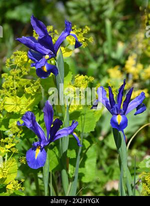 Wunderschöner Frühlingskontrast von holländischer Iris 'Blue Magic' und säuregelbem Smyrnium perfoliatum im britischen Garten April Stockfoto