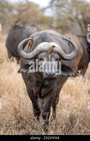 Afrikanischer Büffel (Syncerus Caffer Caffer Caffer) mit Gelbschnabel-Oxpecker (Buphagus africanus), in trockenem Gras, Kruger-Nationalpark, Südafrika Stockfoto